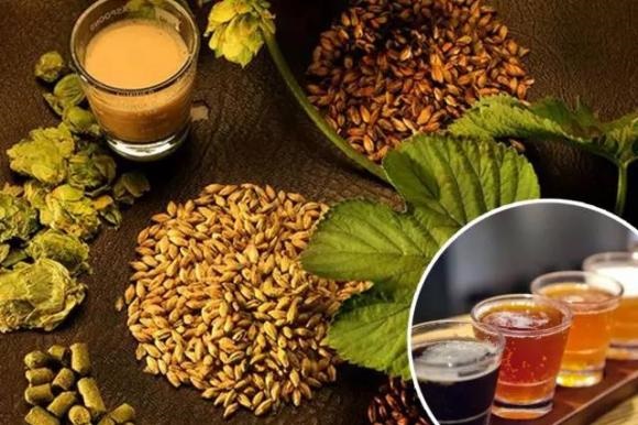 精酿啤酒--山东豪鲁好博（中国）