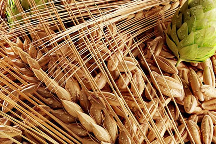 啤酒原料麦芽--豪鲁好博（中国）供应商